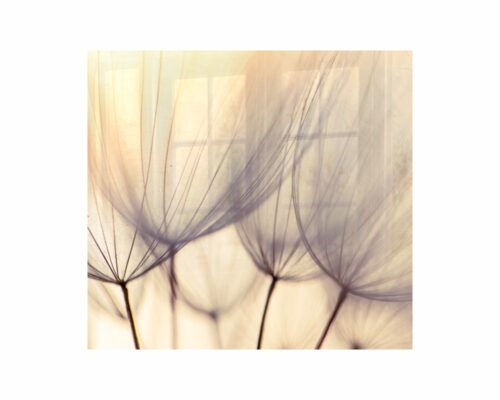 Parrot Decorative Glass Wall Tile Dandelion Floret 598 X 650 X 6mm