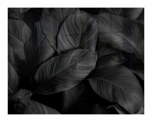 Parrot Decorative Glass Wall Tile Feathers 898 x 700 x 6mm