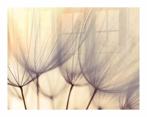 Parrot Decorative Glass Wall Tile Dandelion Floret 898 x 700 x 6mm